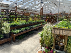 Benefits of Ordering Plants Online Benefits of Ordering Plants Online